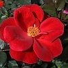 RoseMiracleontheHudson2