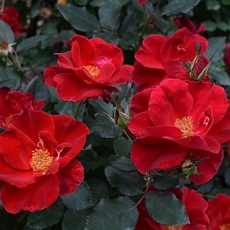 RoseMiracleontheHudsonMainProfilePic