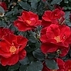 RoseMiracleontheHudsonMainProfilePic