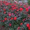 RoseMiracleontheHudson