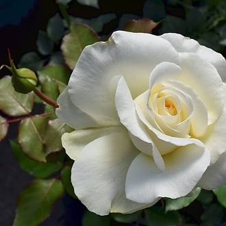 RoseShirleysBouquetMainProfilePic