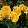 RoseSolDesire2
