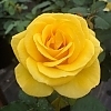 RoseSolDesireMainProfilePic