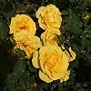 RoseSolDesire