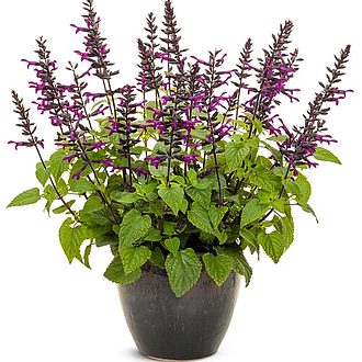 SalviaRockinDeepPurpleMainProfilePic