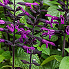 SalviaRockinDeepPurple