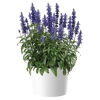 Salvia Sallyfun<sup>™</sup>