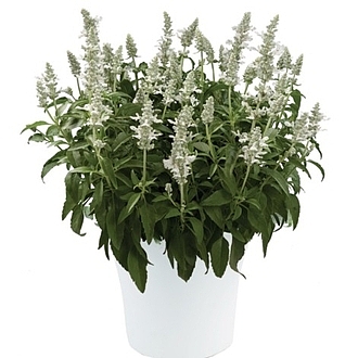 SalviaSallyfunSnowhiteMainProfilePic