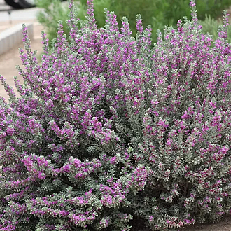 SanAntonioRoseMainProfilePic