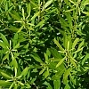 SouthernWaxMyrtle9.21.22_1_2