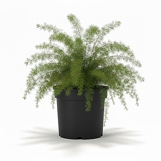 SprengeriFernMainProfilePic