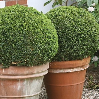 SprinterBoxwood