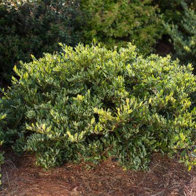 Swing Low® Distylium | Shrubs | Our Plant Collection | J ...