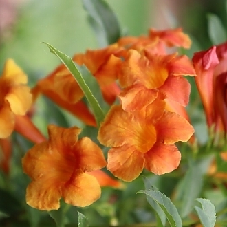 TecomaChickletOrange-mainprofilepic