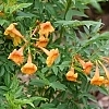 TecomaChickletOrange1