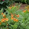 TecomaChickletOrange2