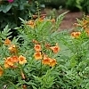 TecomaChickletOrange_E