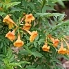 TecomaChickletOrange