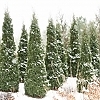 ThujaNorthPole1
