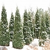ThujaNorthPole