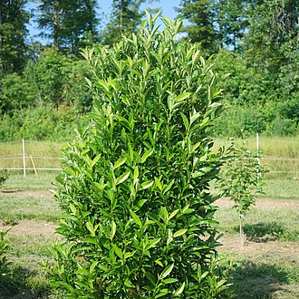 ViburnumYardlineMainProfilePic