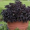 WeigelaSpilledWine2