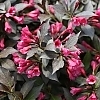 WeigelaSpilledWine_1