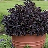 WeigelaSpilledWine_E