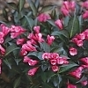 WeigelaWineRoses-mainprofilepic1