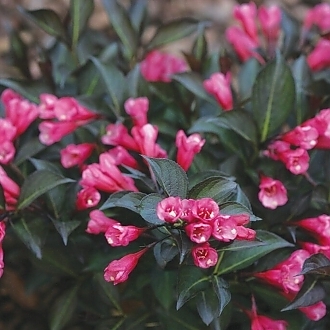WeigelaWineRoses-mainprofilepic