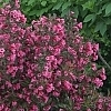 WeigelaWineRoses_E