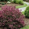 WeigelaWineRoses_Ea