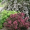 WeigelaWineRoses_Eas