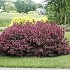 WeigelaWineRoses