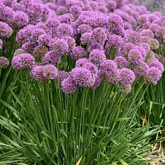 allium-serendipity