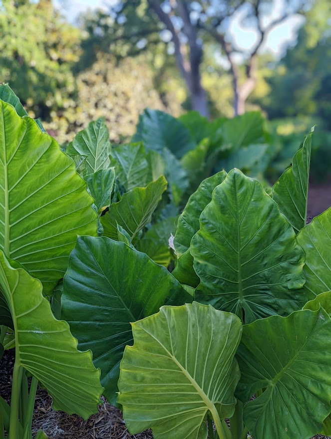 Alocasia