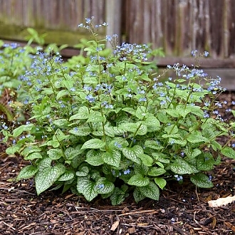 brunnera-heartleaf-jack-of-diamonds