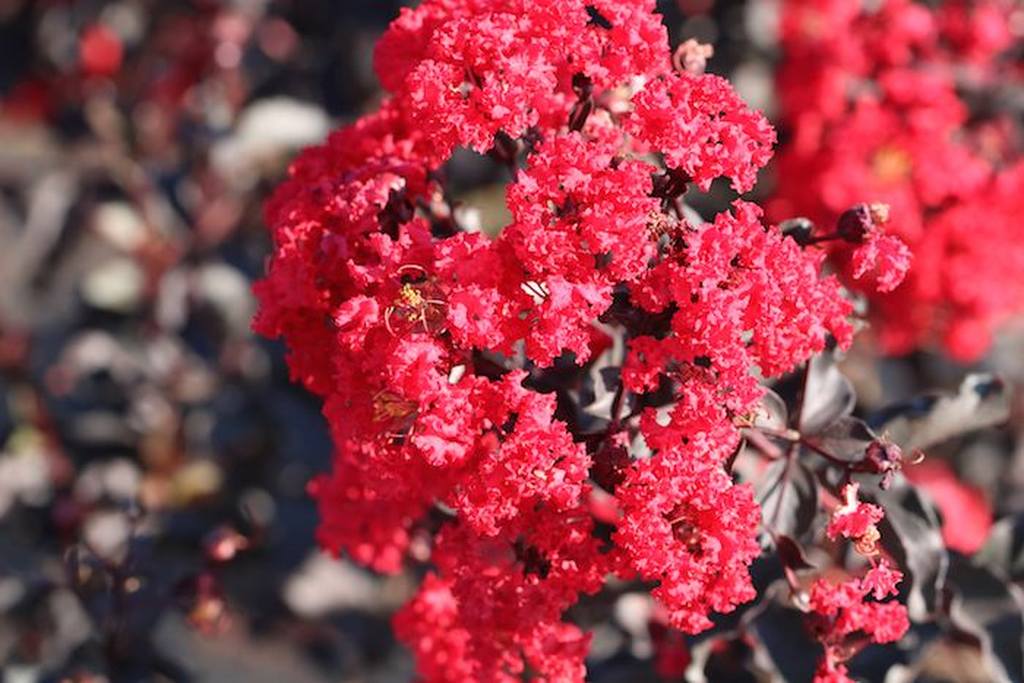Red Hot™ | Black Diamond Crapemyrtles | Our Plant Collection | J. Berry ...