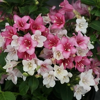 czechmark_trilogy_weigela_2