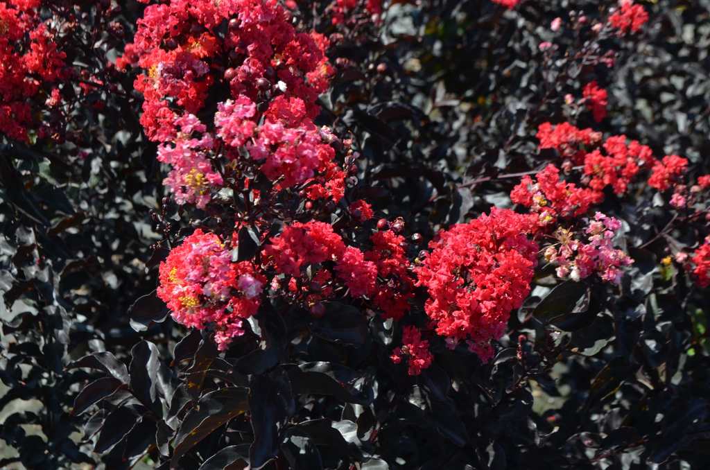 Radiant Red™ | Black Diamond Crapemyrtles | Our Plant Collection | J ...