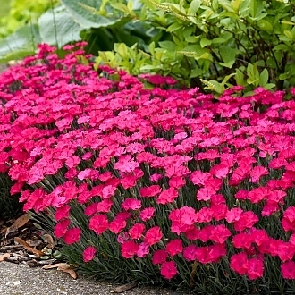 dianthus-paint-the-town-magenta