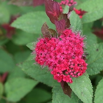 double_play_doozie_spirea_4