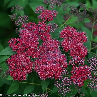 double_play_red_spirea-1