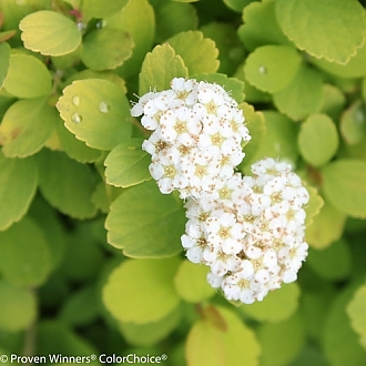 glow_girl_spirea-5811