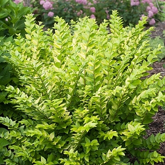 golden_ticket_ligustrum-2