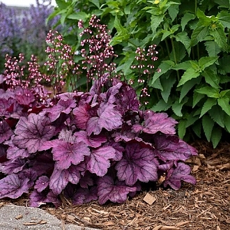 heuchera-wild-rose