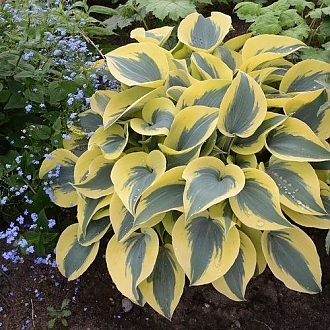 hosta-shadowland-autumn