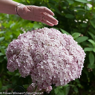 incrediball_blush_hydrangea-1