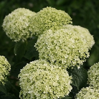 invincibelle_limetta_hydrangea_7