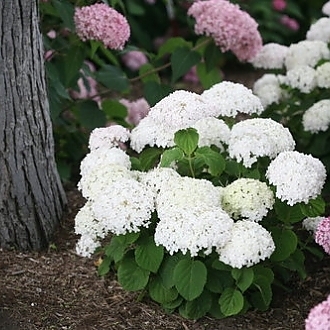 invincibelle_wee_white_reblooming_annabelle_hydrangea